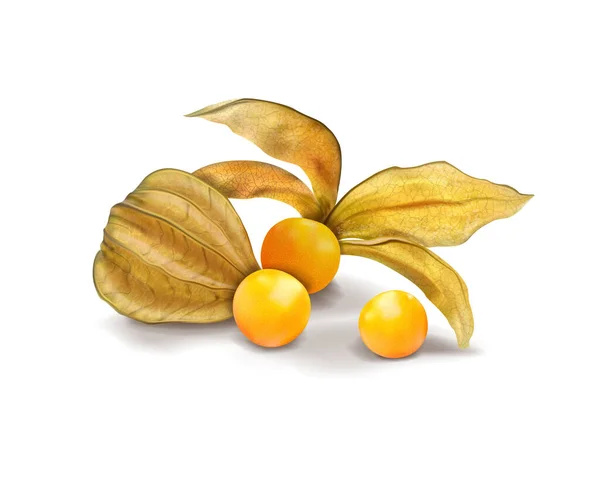 Mogna Physalis Vit Bakgrund Vektorillustration — Stock vektor