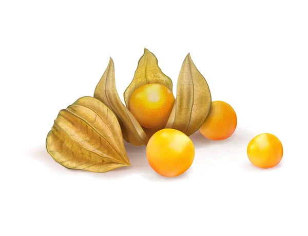 Physalis Maduro Fundo Branco Ilustração Vetorial — Vetor de Stock