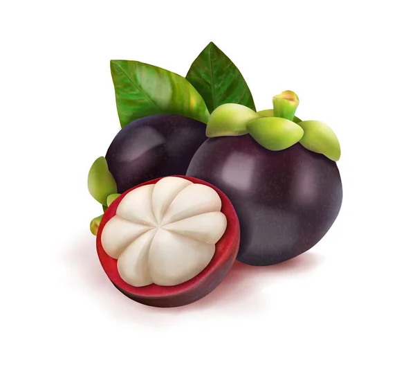 Rijp Exotisch Fruit Mangosteen Vectorillustratie — Stockvector