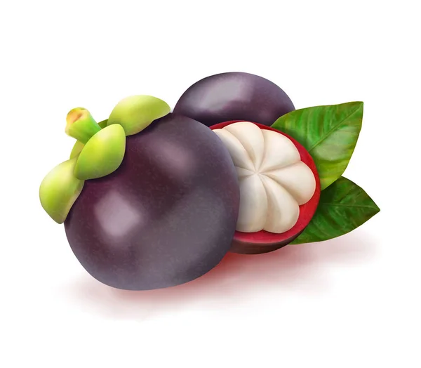 Mangosteen Buah Eksotis Matang Ilustrasi Vektor - Stok Vektor