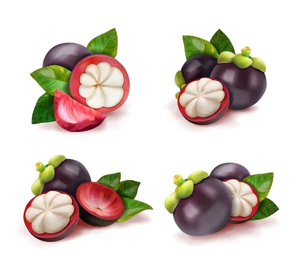 Set Exotic Fruit Mangosteen Vector Illustration — Stock Vector