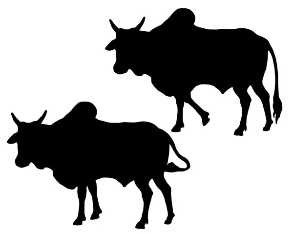 Zebu cattle — Stock Vector