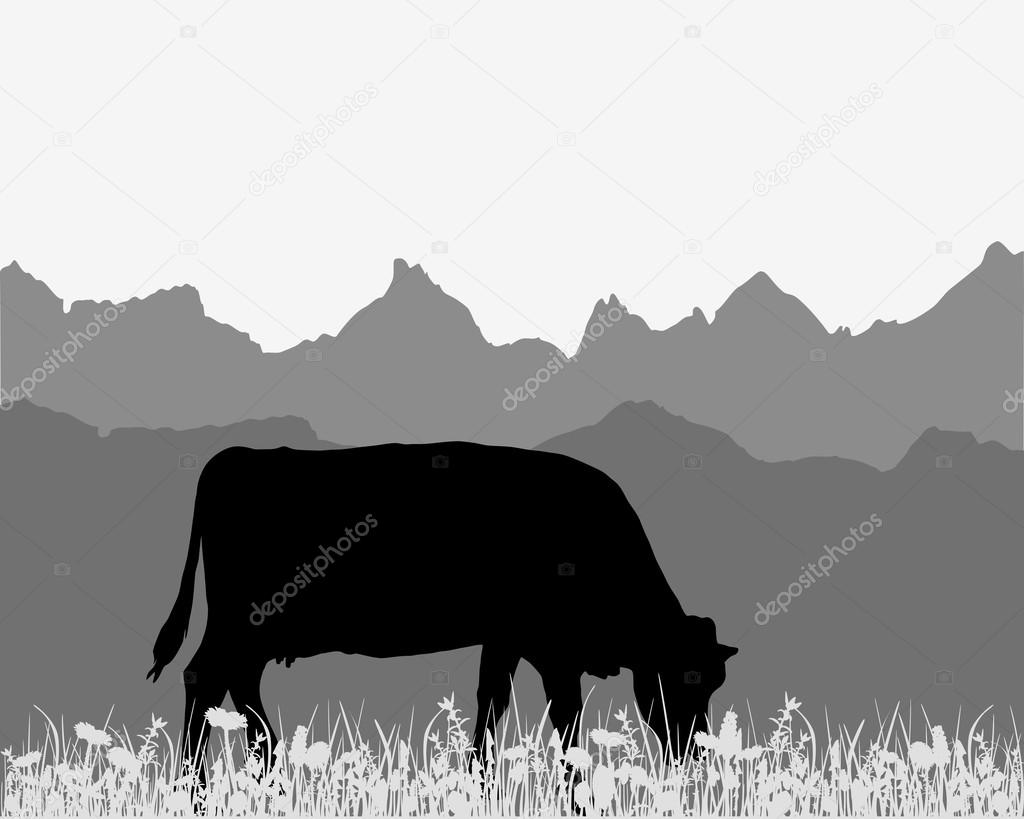 Cow in the alpine meadow
