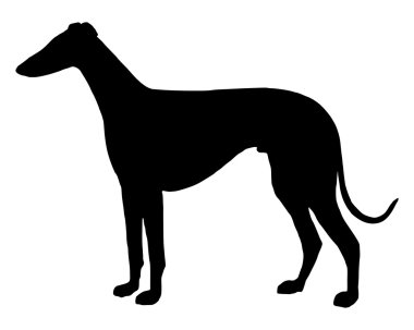shorthaired sighthound kara silüeti
