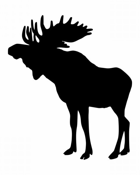 Moose on white