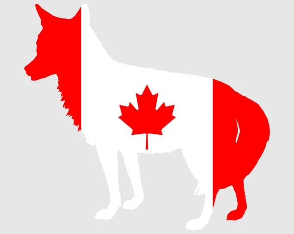 土狼加拿大 — 图库矢量图片
