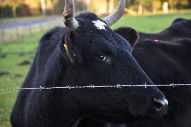 Dikenli tellerin arkasında inek