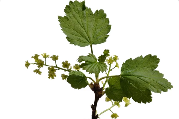 Red currant blossom — Stock Photo, Image