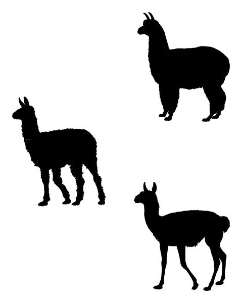Lama, Alpaca, Guanaco — Archivo Imágenes Vectoriales
