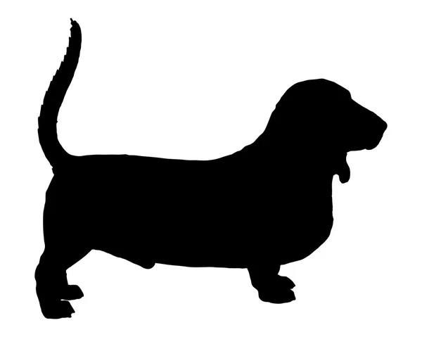 Basset hound — Stok Vektör