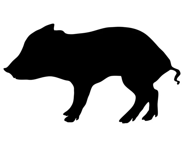 Young wild boar — Stock Vector