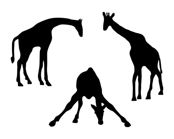 Ilustração detalhada e isolada de três girafas — Vetor de Stock