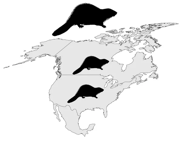 Distribution of canadian beaver — Stock Vector