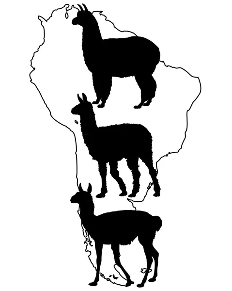 Lama, Guanaco, Alpaka — Stockvektor