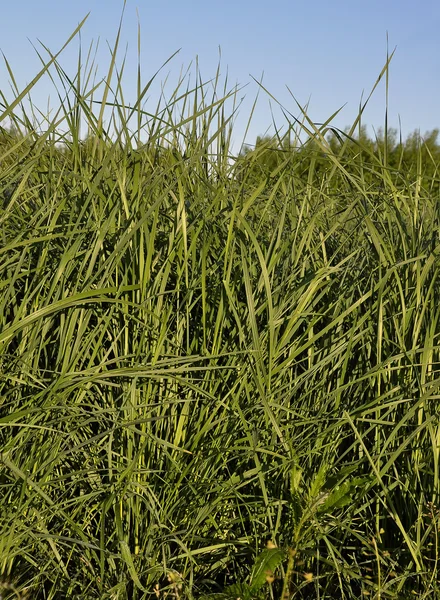 Tall wheatgrass (Agropyron, elongatum) — Stock Photo, Image