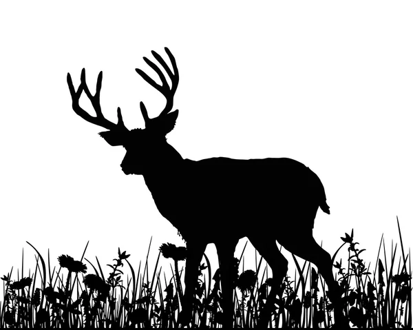 Cerfs dans la prairie — Image vectorielle