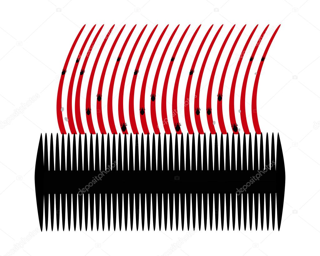 Lice comb and hair with nits on white background
