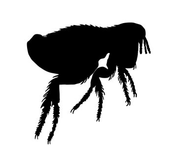 The black silhouette of a dog flea clipart