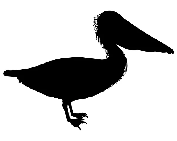 Black pelican — Stock Vector