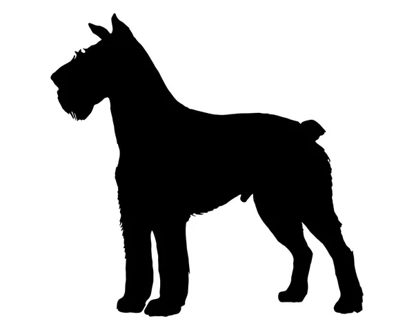 The black silhouette of a German Schnauzer — Stock Vector
