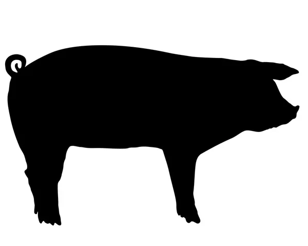 Силуэт свиньи — стоковый вектор