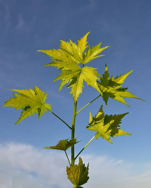 Malva virginia — Foto de Stock