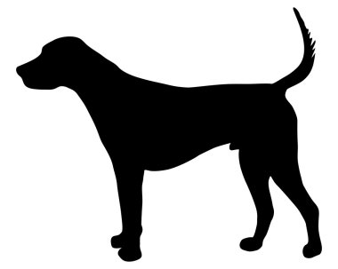 İngiliz foxhound