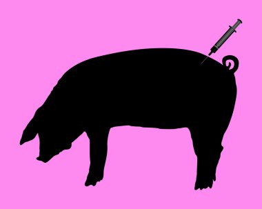 Swine gets an inoculation because of swine flu clipart