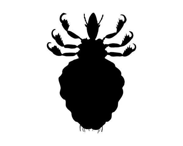 The black silhouette of a human louse — Stock Vector