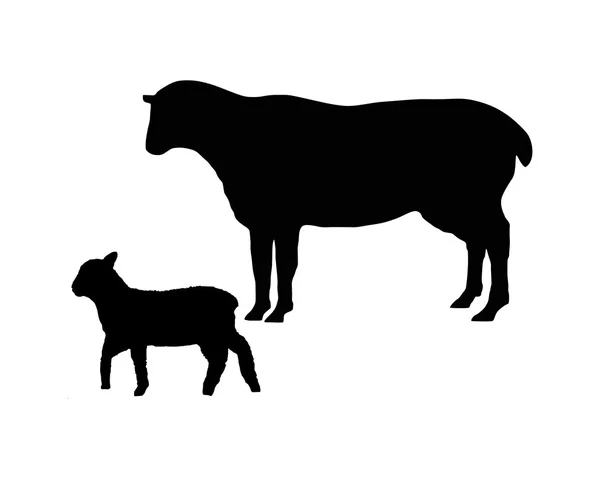 As silhuetas pretas de uma ovelha e um cordeiro no branco —  Vetores de Stock
