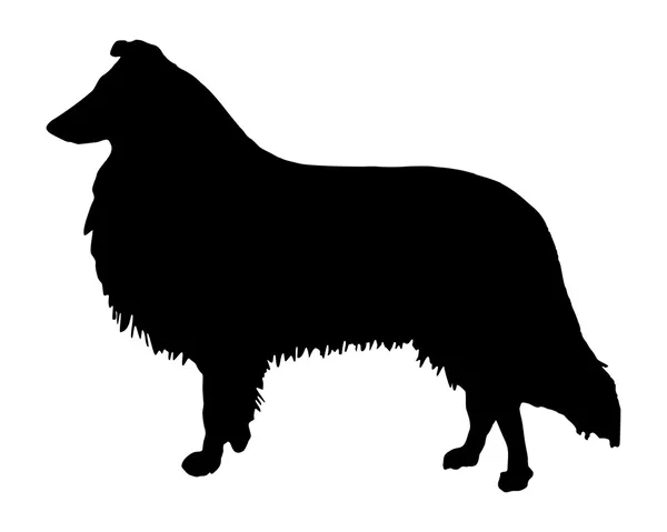 Het zwart silhouet van een langharige collie — Stockvector