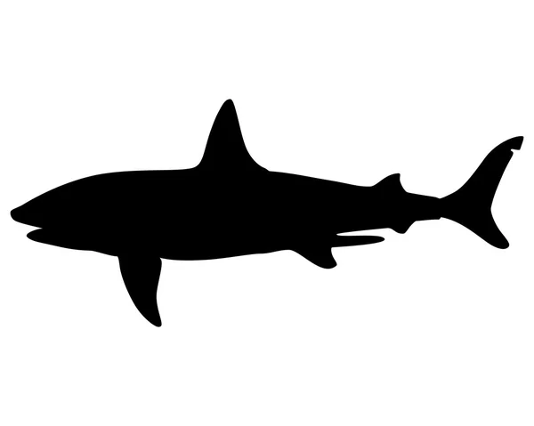 Requin pèlerin — Image vectorielle