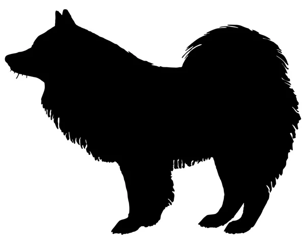 La silhouette nera di un cane Samoyed — Vettoriale Stock