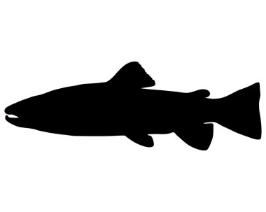 Brown trout  clipart
