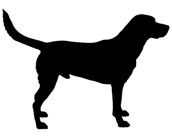 Silhouette Labrador — Image vectorielle