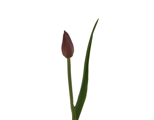 Red tulip — Stock Photo, Image