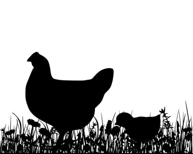 Hen an chick in the meadow clipart