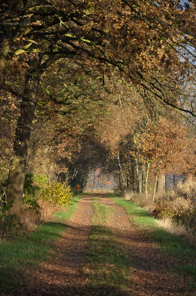 Gränd på hösten — Stockfoto