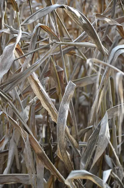 Campo de maíz indio seco — Foto de Stock