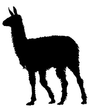Lama silueti
