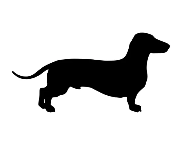 La silhouette noire d'un chien blaireau à pattes courtes — Image vectorielle