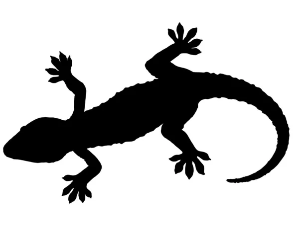 Gecko-Silhouette — Stockvektor