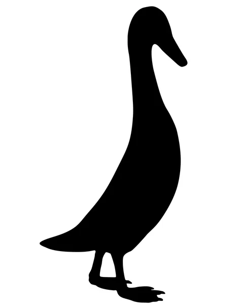 Pato-corredor indiano — Vetor de Stock