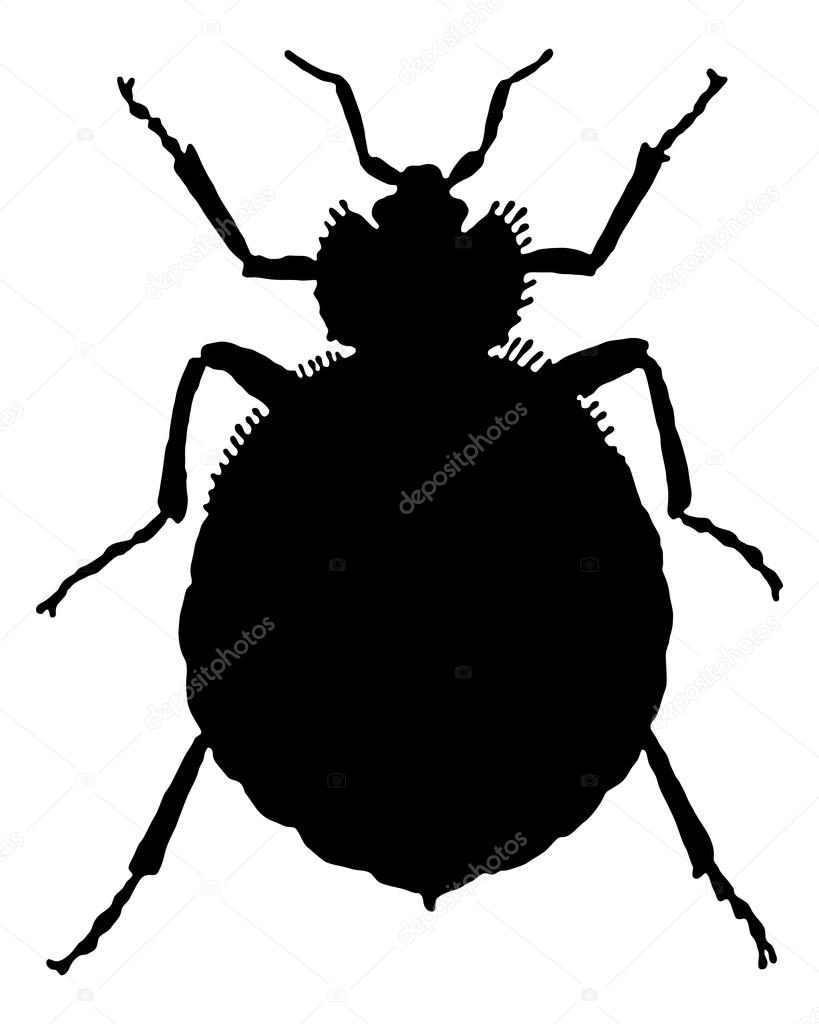 The black silhouette of a bedbug as illustration