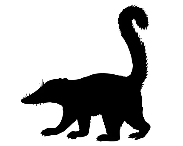 Coati silhouet — Stockvector