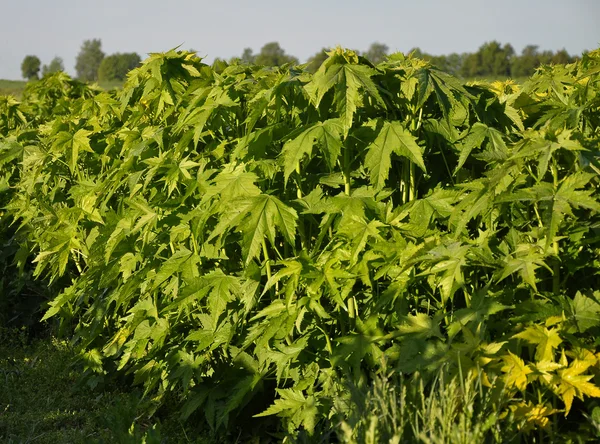 Malva virginia — Foto de Stock