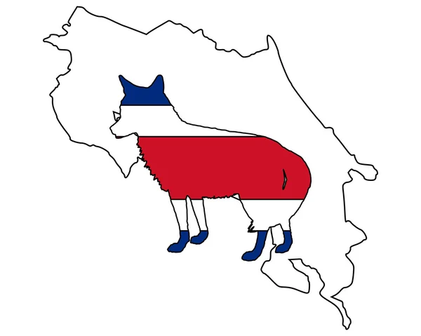 Coyote Costa Rica — Image vectorielle