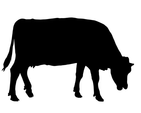 Vaca de pastoreo — Vector de stock