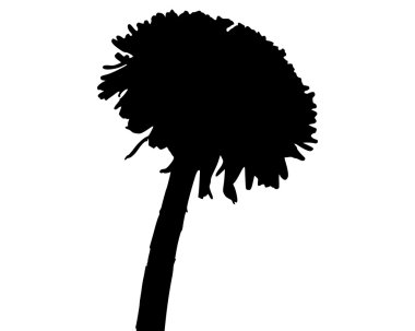 Karahindiba.