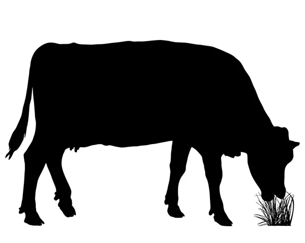 Vache brouteuse — Image vectorielle